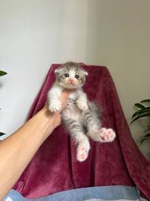 Bsh bicolour Scottish fold