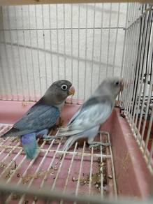 Lovebird