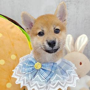 Shiba