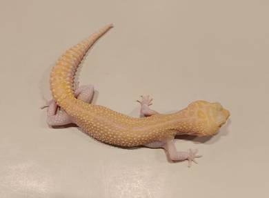 Leopard Gecko Raptor Red Stripe