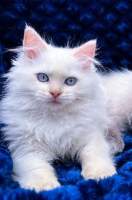 Ragdoll Kitten Female