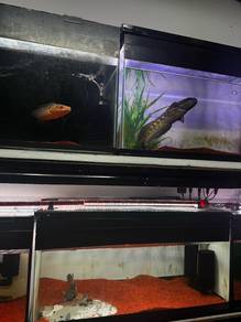 ikan channa