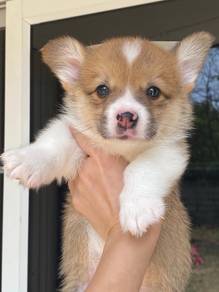 CORGI PUPPIES C93 Available  Male & Female