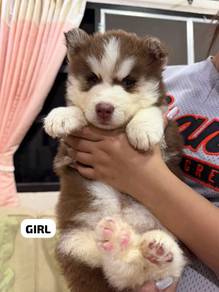 Wolly Husky Puppy - Femalr 04