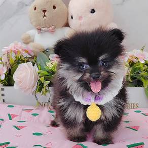 Pomeranian