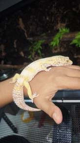 Leopard gecko