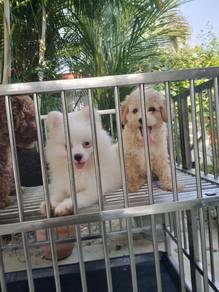 pomeranian poodle 