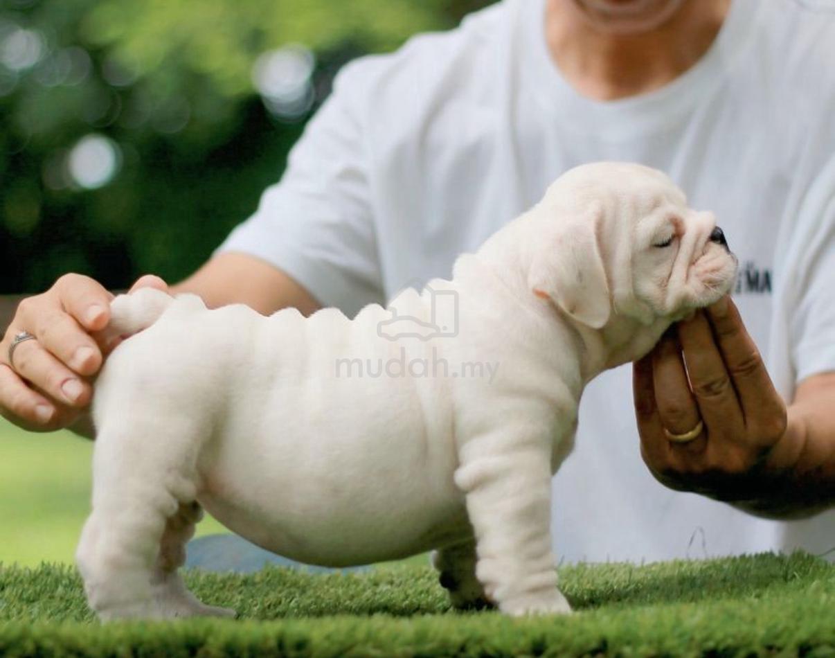 Pelagiia i belyi buldog. Pelagiia … Lazy Bulldog Sleeping Stock Photo 107862665 | Shutterstock