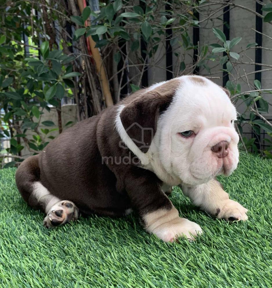 Pelagiia i belyi buldog. Pelagiia … Pelagia and the White Bulldog (Pelagiya i bely buldog