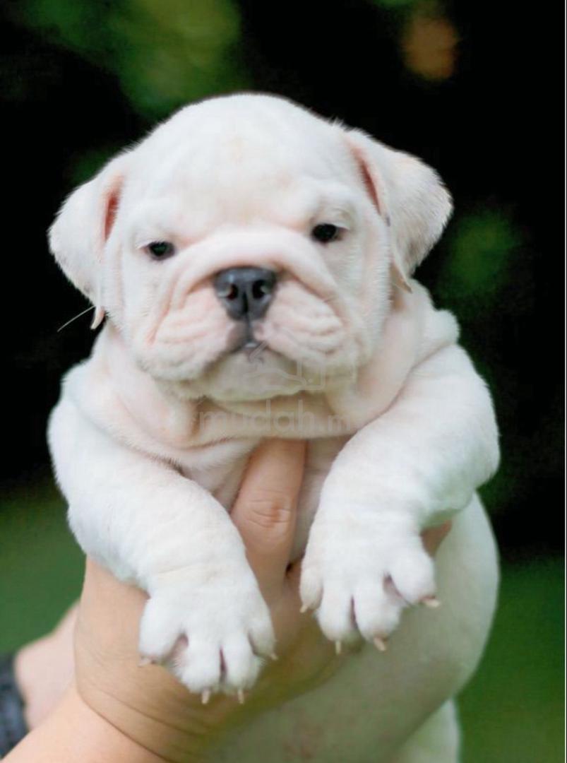 Pelagiia i belyi buldog. Pelagiia … ENGLISH BULLDOG PUPPIES E214 🐻BullDog Only male - Pets for