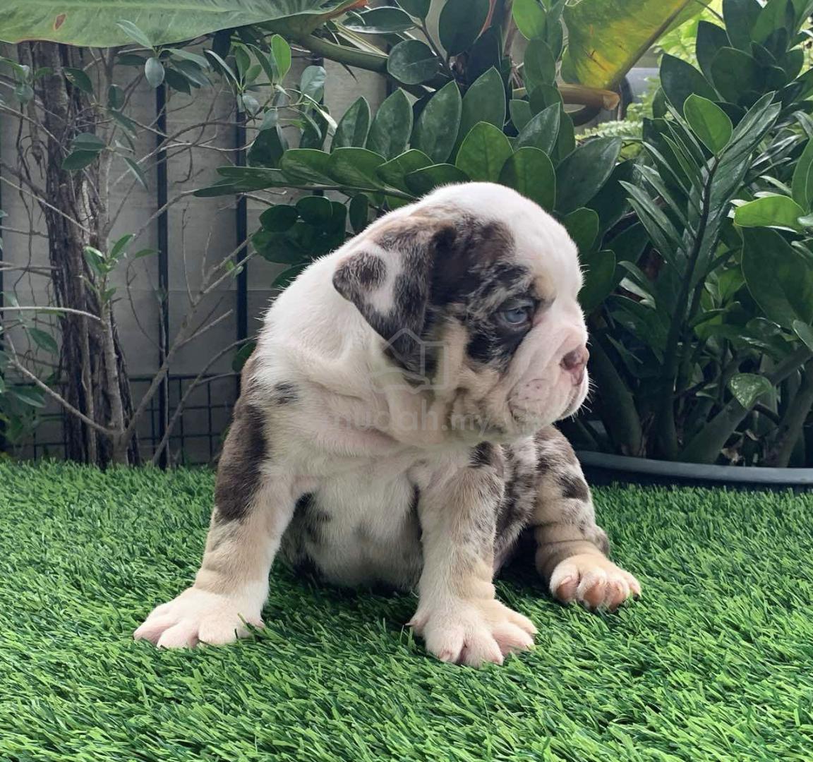 E226 🐻 ENGLISH BULLDOG PUPPIES BullDog Only male - Pets for