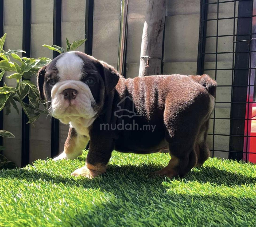 E238 🐻 ENGLISH BULLDOG PUPPIES BullDog M & F - Pets for