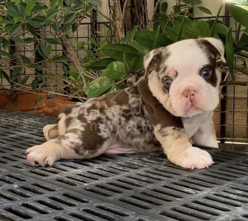 Pelagiia i belyi buldog. Pelagiia … Пелагия и белый бульдог book by Boris Akunin