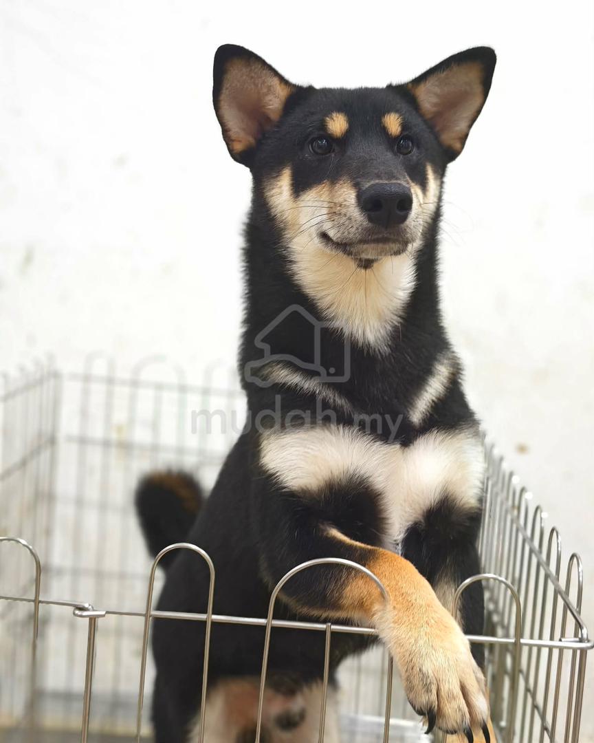 7 months months Shiba inu【Adoption With Price】 - Pets for sale in Ipoh,  Perak