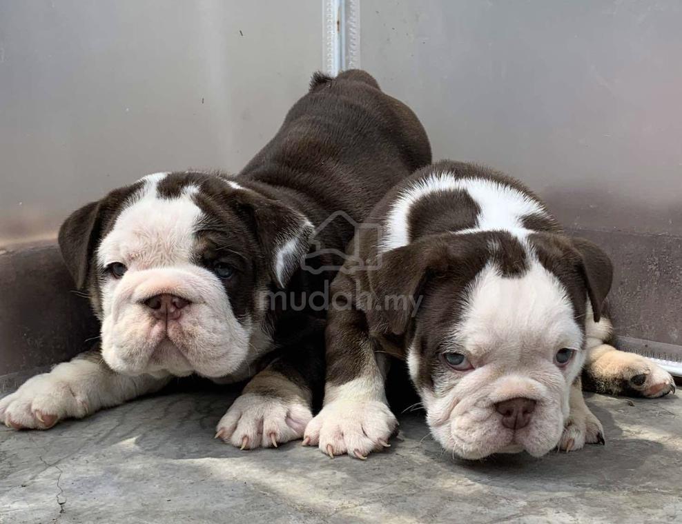 ENGLISH BULLDOG PUPPIES E222 🐻BullDog Only Female - Pets