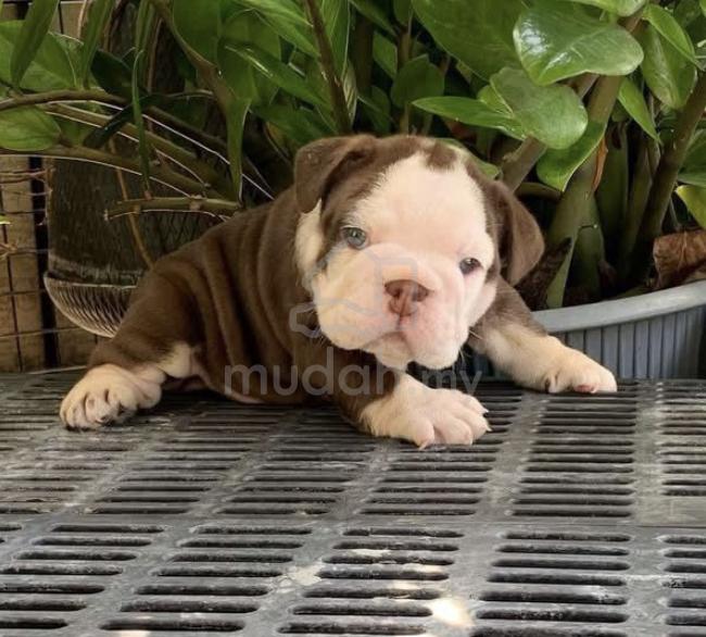 Pelagiia i belyi buldog. Pelagiia … ENGLISH BULLDOG PUPPIES E214 🐻BullDog Only male - Pets for