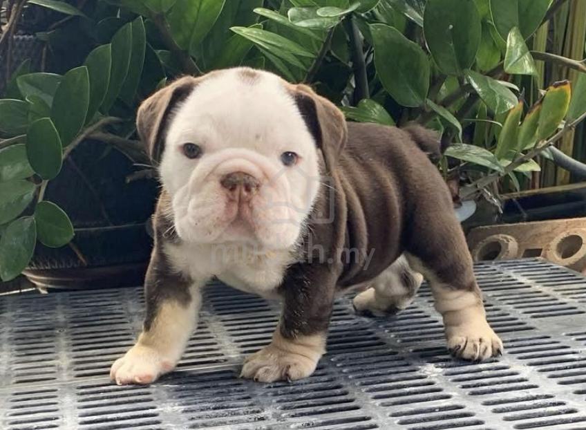 Pelagiia i belyi buldog. Pelagiia … English Bulldog for sale in the city of Belgrade (Serbia