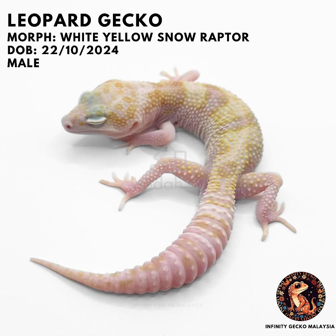 Leopard Gecko Mack Snow Raptor Snow (Mack) Leopard Geckos For Sale