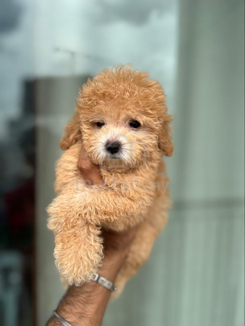 maltipoo - Pets for sale in Johor Bahru, Johor