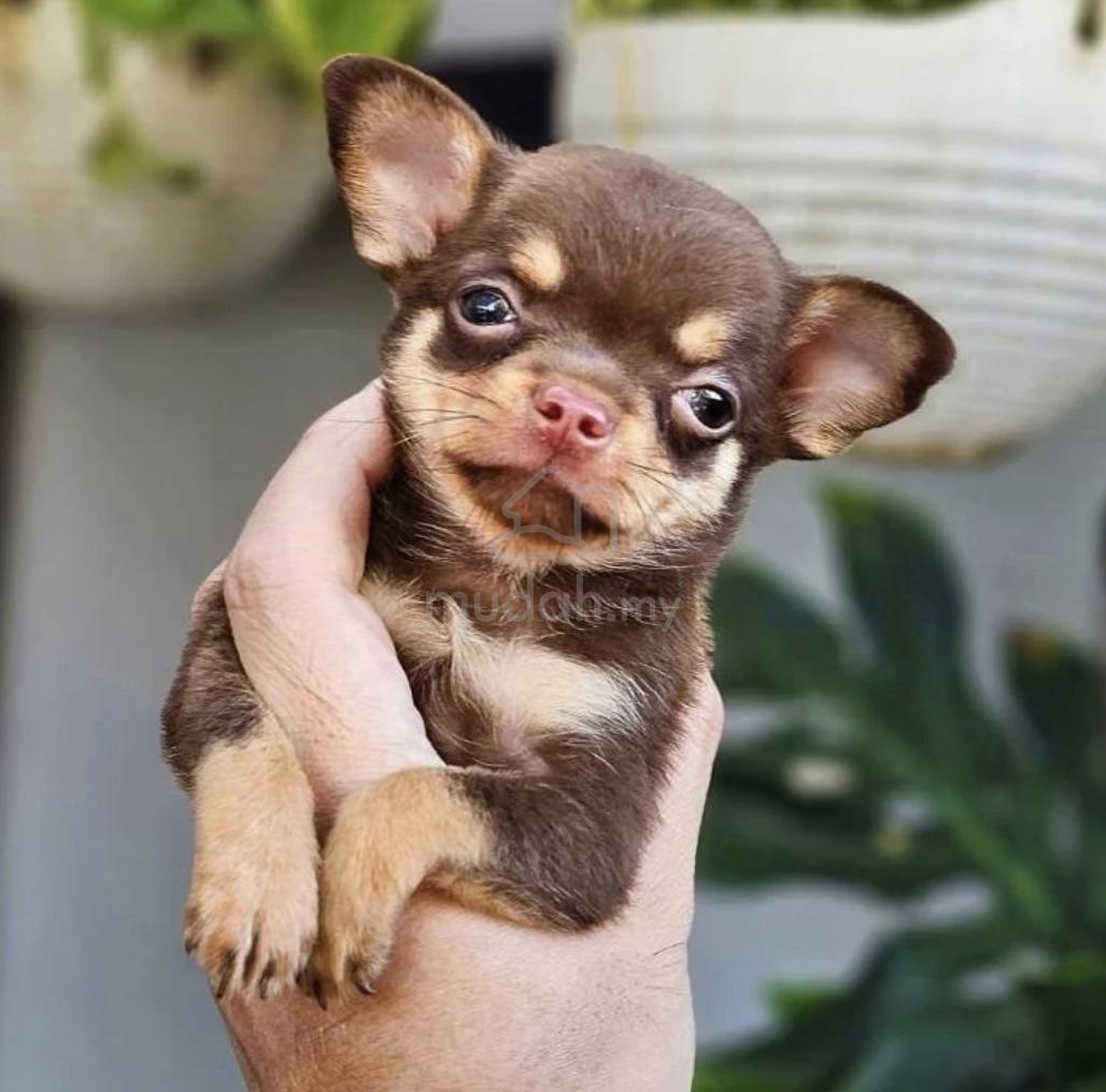 CHIHUAHUA PUPPIES Chocolate Tan Female Pets for sale in Klang Selangor