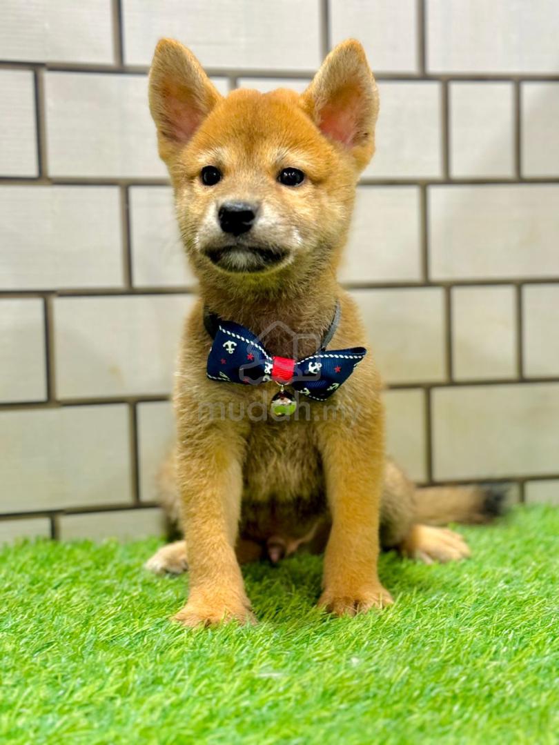 Shiba inu 2 months fashion old