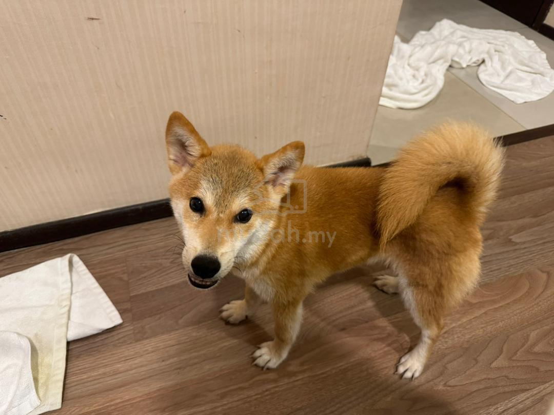 Shiba Inu puppy - Pets for sale in Ampang, Selangor