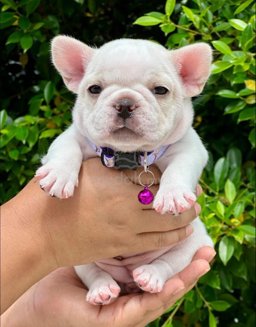 French bulldog puppy pet dog boy girl F876 - Pets for sale