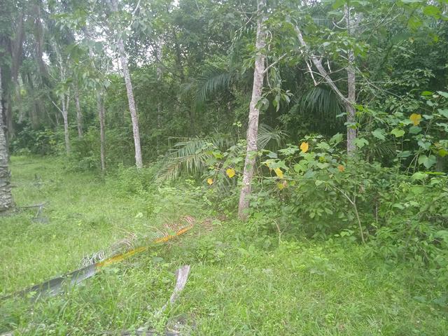 Tanah Untuk di Jual Murah Lenggong Perak 1