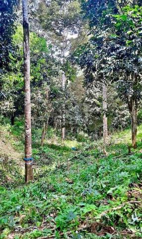 Tanah Kebun Durian & Dokong di Raub, Pahang 1