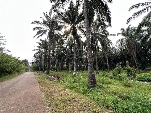 Pendang Sebelah Maktab Sains Mara Tanah Pokok Sawit Untuk Di Jual 3
