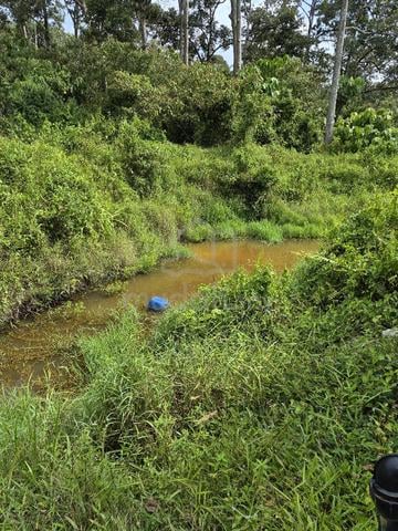kebun 1