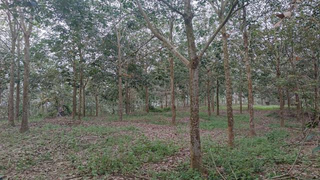 Jasin Agriculture Land Freehold 1