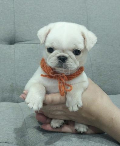 PUG PUPPIES 717🌻 Male White Color - photo 3 of 4
