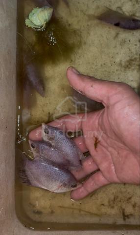 pepper kaloi gourami - photo 3 of 3
