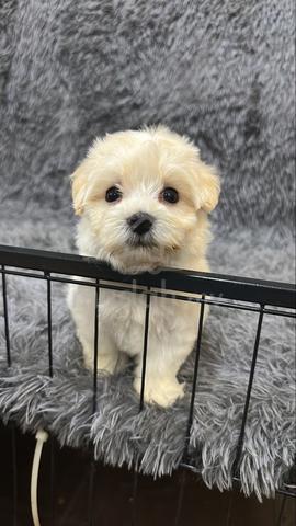 Maltipoo Male Puppy YM-1 - photo 3 of 4