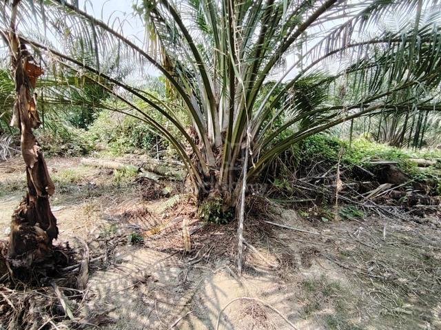 Telok Panglima Garang Land 📌3.148 Acres (Near Jalan Telok Mengkuang) 4