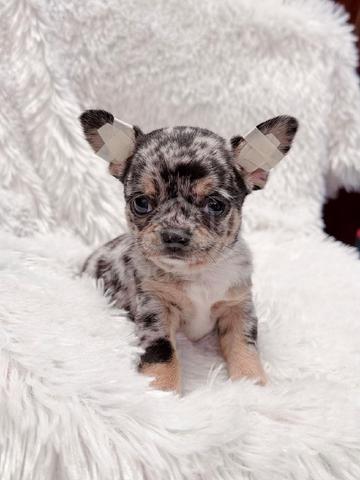 Chihuahua ~3 - photo 2 of 3