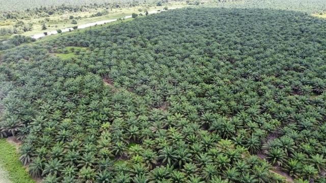 Sarawak Oil Palm Plantation for Sale! 1