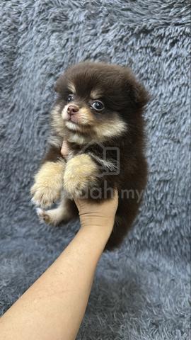 Chocolate Tan Male Pomeranian Puppy M-2 - photo 3 of 4