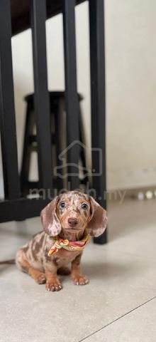 Carousel Image