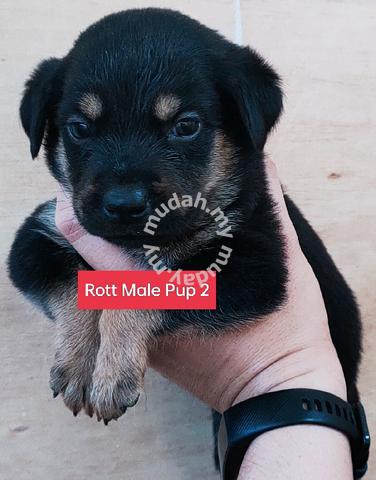 when to dock rottweiler puppy tails