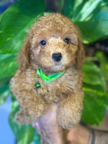 poodle ~7 - photo 2 of 6