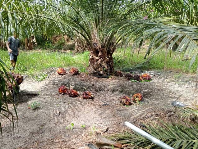 Kebun Kelapa Sawit Berusia 4-5 tahun Untuk dijual Changkat
Keruing 1