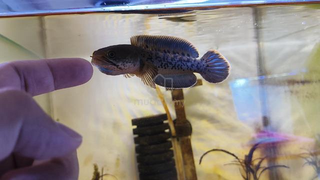 stewarti 4 inch plus with mental kaw2 - photo 2 of 2