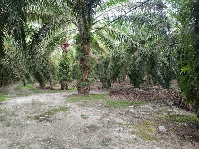Bahau land for Housing Development 1