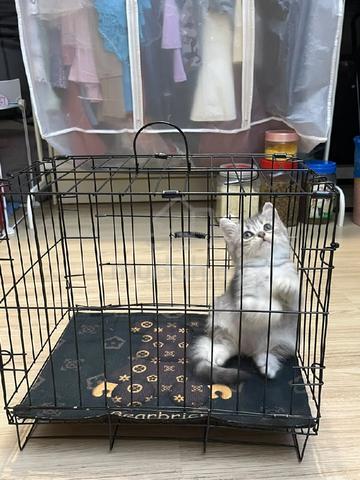 Bsh Mix Persian - photo 2 of 6