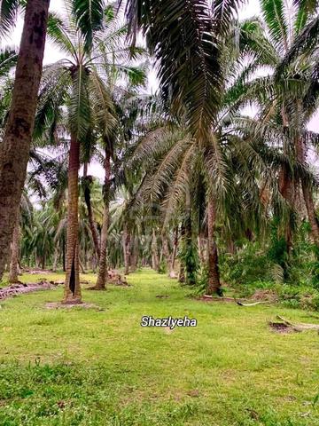 Tanah Kebun Sawit Untuk Dijual | Geran Individu | Rizab Melayu 1