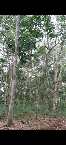 Kebun Getah Jasin Pondok Batang 1