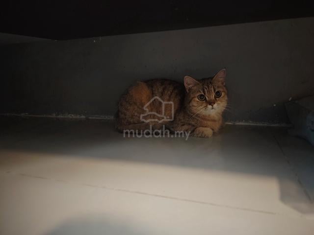 BSh BETINA 8 BULAN - photo 3 of 3