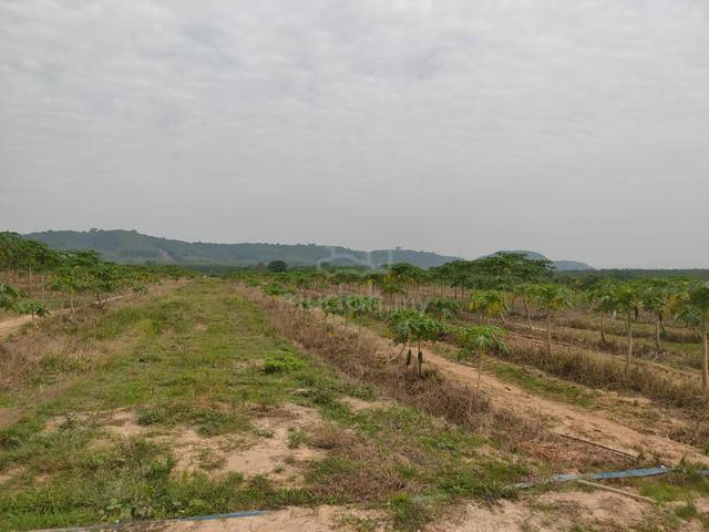 Tanah Pertanian 6 Ekar Kubang Palas (Siap Rata + Tanaman Tembikai)
 1